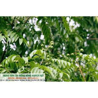 Cây Giống Sấu Ghép Chuẩn Đại Học Nông Nghiệp .