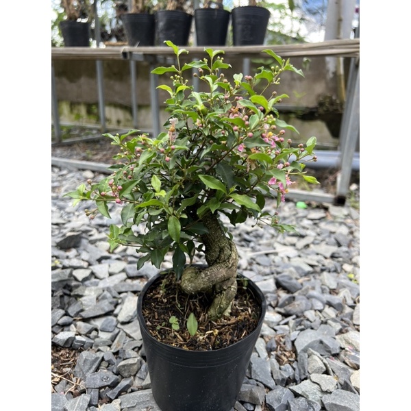 Cây bonsai Hồng ngọc mai ( sơ ri cảnh) | Shopee Việt Nam