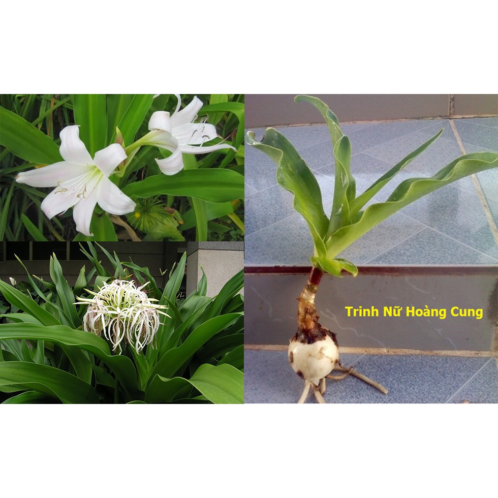 cây trinh nữ hoàng cung