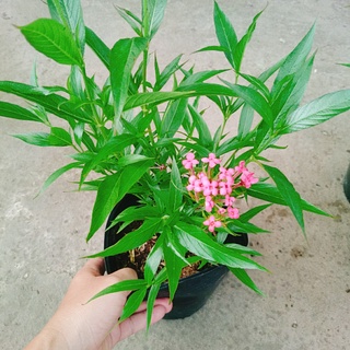 Cây Liễu Hồng - cây cảnh vườn