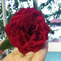 vanoanh1603