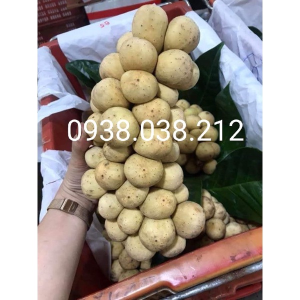 CÂY BÒN BON THÁI - TRÁI TO , NGỌT , CHUỖI TRÁI DÀI | Shopee Việt Nam