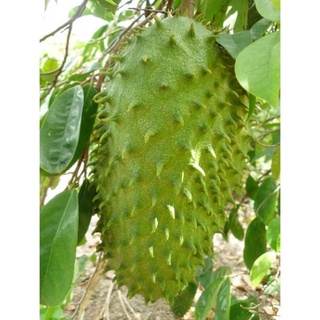 Cây mãng cầu xiêm ( mãng cầu gai) cao 50-70 cm .