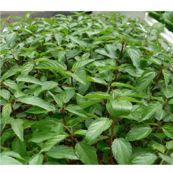 🍀Hạt Giống Rau Đay Đỏ F1 Cao Sản🍀 Giống Kháng Bệnh Sinh Trưởng Khỏe [ NONG TRAI XANH ]
