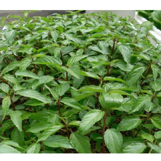 Hạt Giống Rau Đay Đỏ, dễ trồng, dễ chăm,sinh trưởng khoẻ - 20 gam