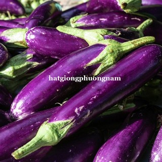 Hạt Giống Các Loại Cà Phương Nam