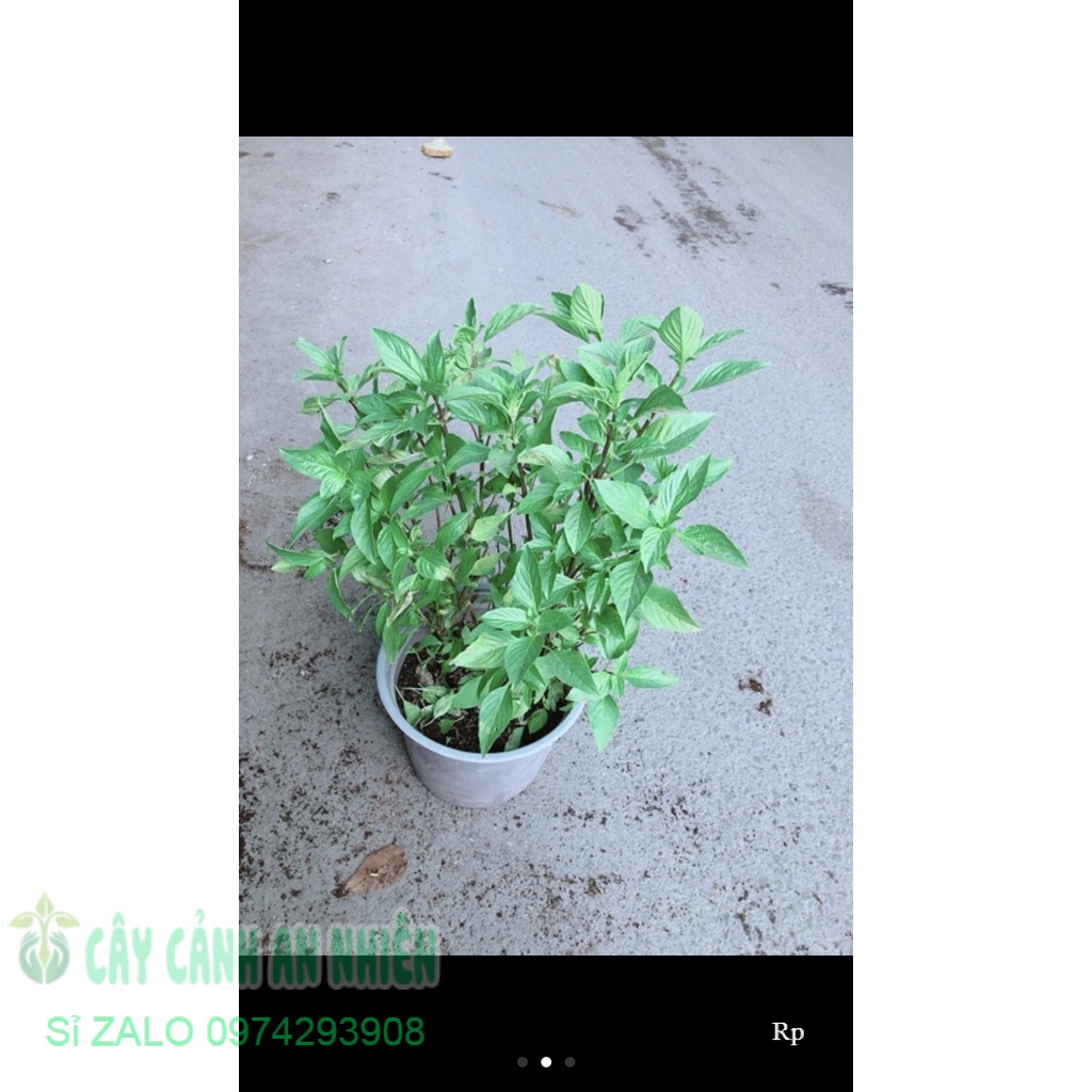 Rau Thơm (được chọn cây) | Shopee Việt Nam