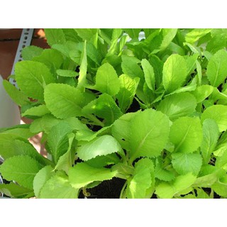 ⚡️HẠT GIỐNG RAU CẢI MƠ LÙN F1⚡️ GIỐNG CHỐNG CHỊU SÂU BỆNH SINH TRƯỞNG KHỎE