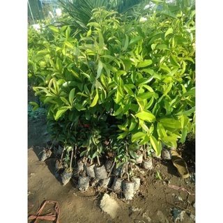Cây giống hồng xiêm xoài quả to mùi thơm ngọt đậm cao 60-80 cm .