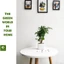 Chậu Cây Hạnh Phúc Thân Gỗ Gốc To để bàn phong thuỷ trang trí nội thất, decor quán cafe không gian sống