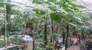 Hạt giống DƯA CHUỘT, DƯA LEO ( NHẬT ) nảy mầm 90%-gói 15 hạt