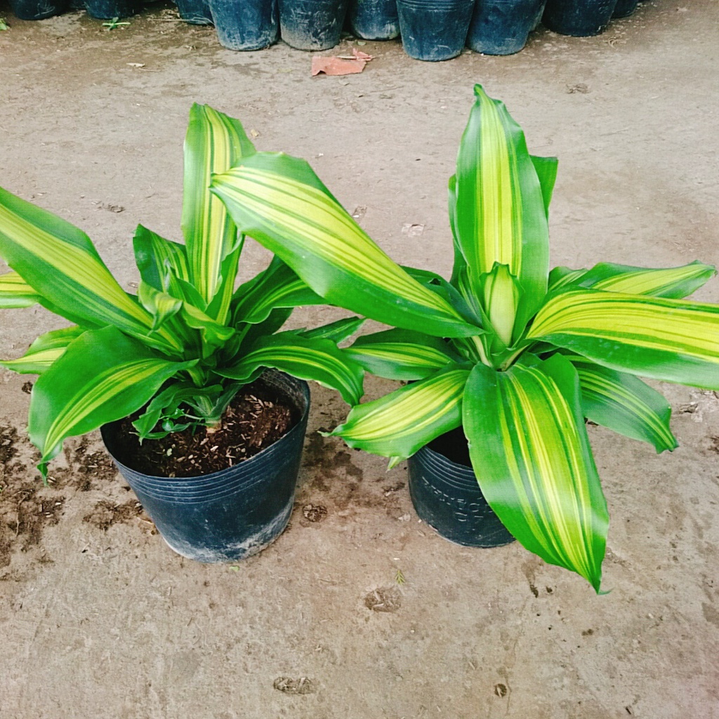 Cây Phát Tài ( Cây Thiết Mộc Lan ) - cây cảnh trong nhà