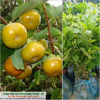 Cây Giống Hồng Giòn Đà Lạt Vỏ Mỏng Tanh .