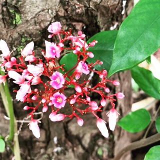 thanhhieu_dng
