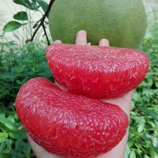 Cây Bưởi Ruby Thái .