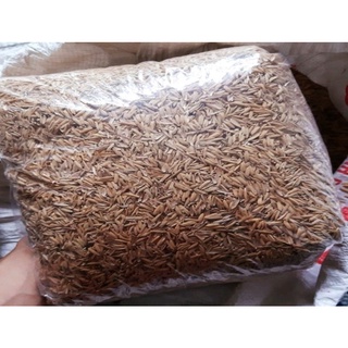 Vỏ trấu sống (1kg-làm xốp đất, thoát nước tốt)
