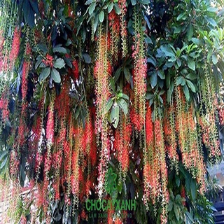 Cây Lộc Vừng - cây cảnh trong nhà