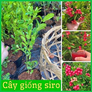 CÂY GIỐNG SIRO LÀM MỨT NƯỚC SIRO DỄ TRỒNG QUẢ QUANH NĂM .