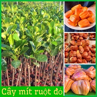 Cây mít ruột đỏ chuẩn giống cây F1 không sâu bệnh cho quả sau hơn một năm, quả ngọt múi có màu đỏ bên trong có mật .