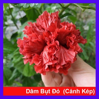Cây Hoa Dâm Bụt cánh kép (Màu Đỏ) - cây cảnh trong nhà