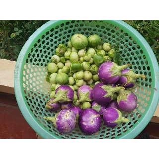 🍀Hạt Giống Cà Pháo Tím F1 Cao Sản🍀 Sinh Trưởng Khỏe Kháng Sâu Bệnh Gói 100 Hạt