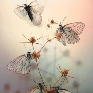huyen567