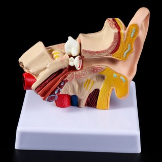Charmantcc1 1 5 Lần Kích Thước Cuộc Sống Mô Hình Giải Phẫu Tai Người Tổ Chức Vật Dụng Giảng Dạy Chuyên Nghiệp