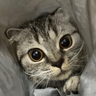 hienanh3001