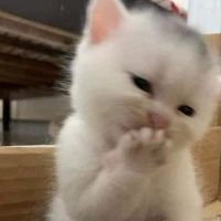 nghoangthuylinh18