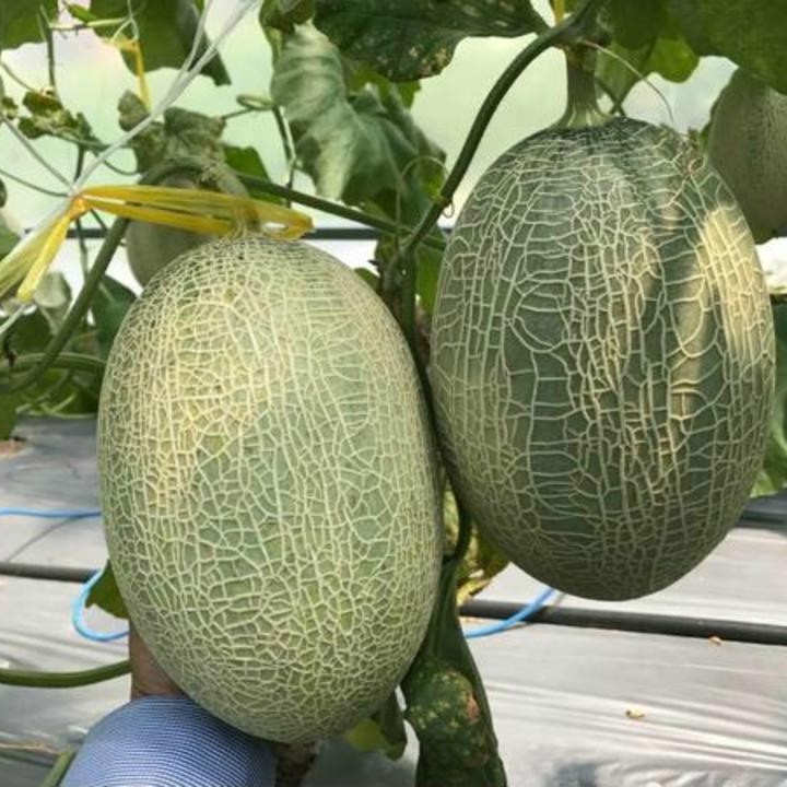 Hạt giống dưa lưới xanh siêu ngọt
