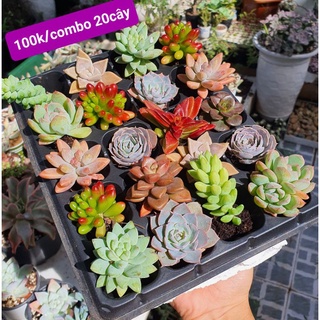 COMBO 20 CÂY 20 LOẠI SEN VỈ size 3-5cm MẦM NẮNG GARDEN lỗi 1 đền 1