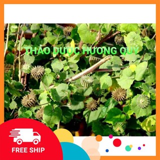 1KG CÂY CỐI XAY KHÔ LOẠI 1, MỚI THU HOẠCH HÀNG CHUẨN-FREE SHIP