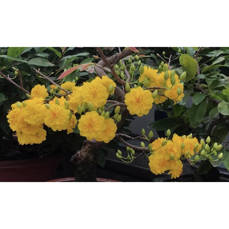 Hoa mai cúc thọ hương_cây ghép