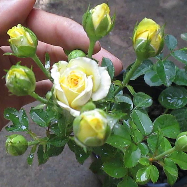 Bộ 2 gói hạt giống hoa hồng tỷ muội