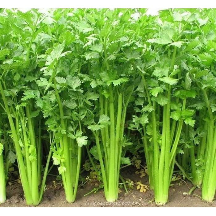 Hạt Giống Cần Tây Cao Sản F1❤️ Năng Suất Cao