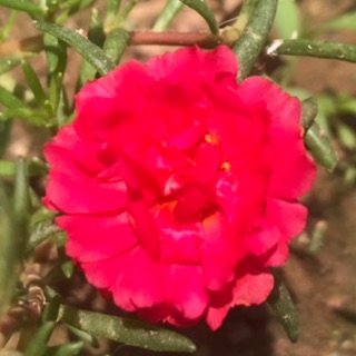 lamchinh09518