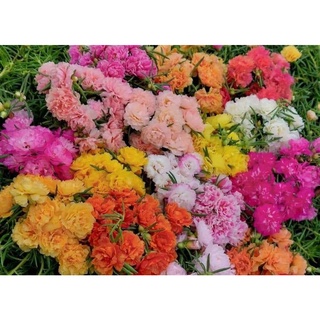 [Xả Vườn Cực Rẻ] Hoa Mười Giờ Nhiều Màu Chuẩn Thái Kép Cành Tơ Khỏe Ra Rễ Sau 3 Ngày MiMa market