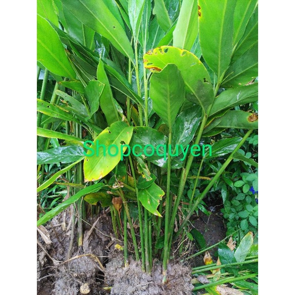 2 cây riềng làm giống | Shopee Việt Nam