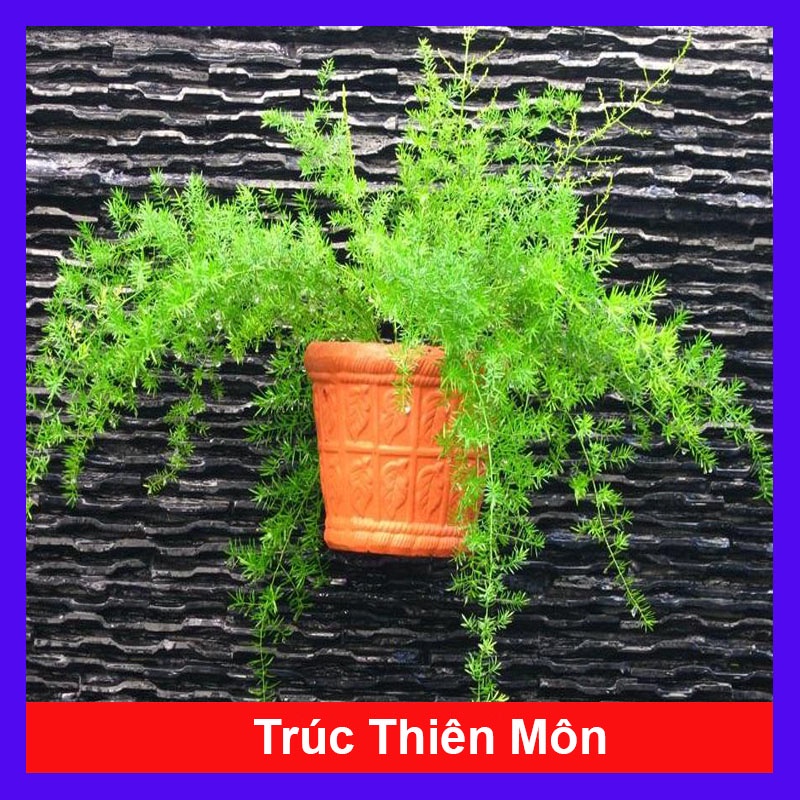 Cây Thiên Môn Đông - cây Trúc Thiên Môn sum suê