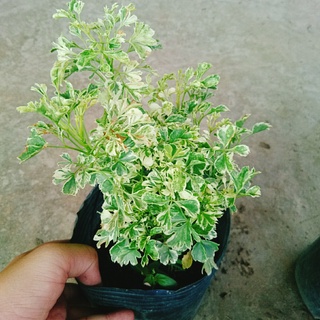 Cây Đinh Lăng Cẩm Thạch - cây cảnh để bàn