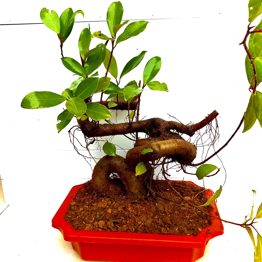 ming aralia bonsai Explore Aralia Chinese Ming Tree