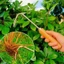 Dụng Cụ Nhổ Cỏ Dại Thủ Công Bằng Inox Tiện Dụng
