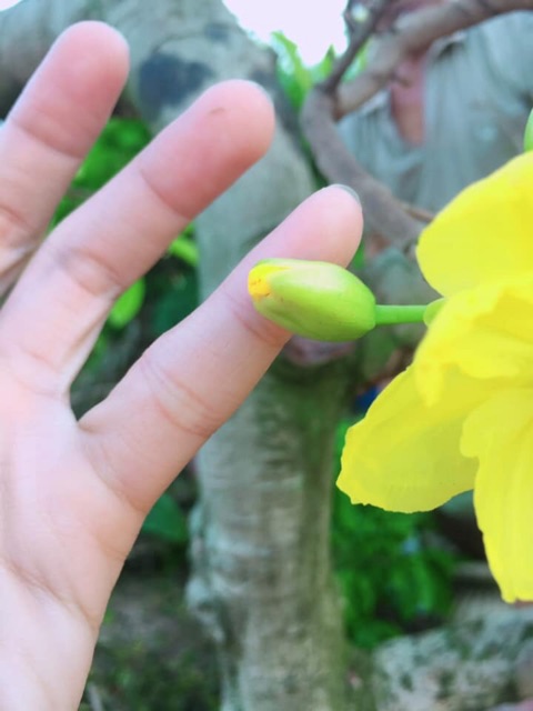 Hoa mai gião Indo nụ to hoa khủng. Hàng độc lạ