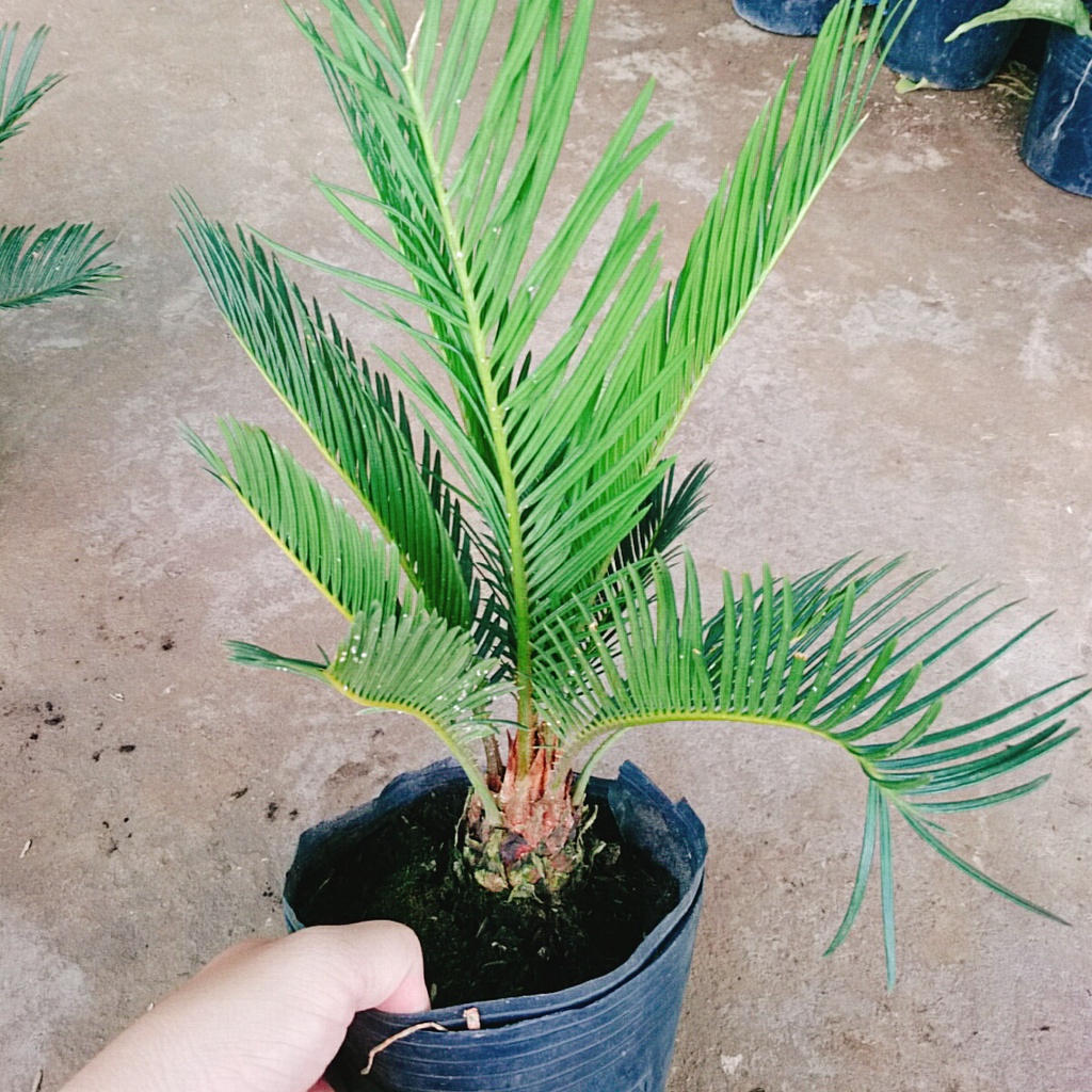 Cây thiên tuế (cao từ 50cm đến 60cm) - cây cảnh để bàn