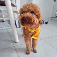 phamthanhtruc2510
