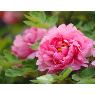 linglinh2310