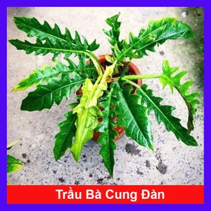 Cây trầu bà cung đàn - Cây cảnh trong nhà