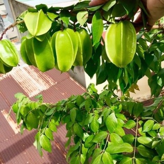Cây giống khế ngọt và khế chua siêu quả cây khỏe mạnh dễ trồng .