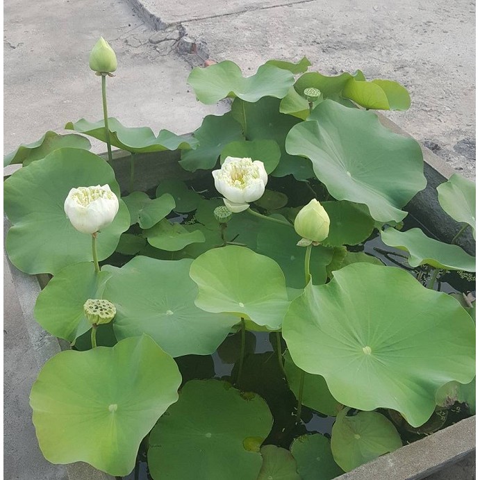 COMBO 100 Hạt giống sen Nhật Mini