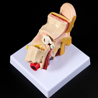 Charmantcc1 1 5 Lần Kích Thước Cuộc Sống Mô Hình Giải Phẫu Tai Người Tổ Chức Vật Dụng Giảng Dạy Chuyên Nghiệp